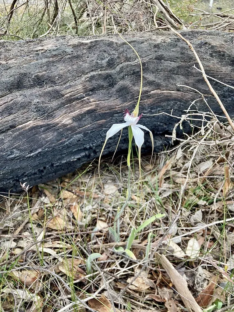 White Spider Orchid