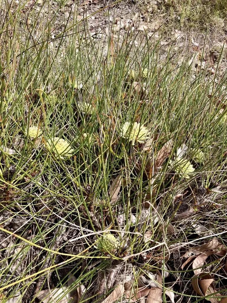 Petrophile Longifolia