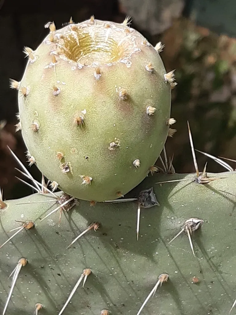 Opuntia Joconostle