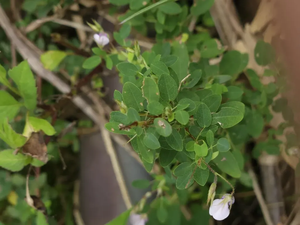 Leptodesmia Microphylla