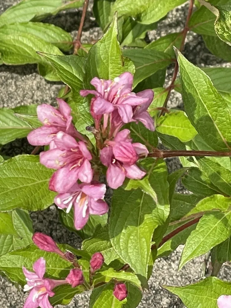 Old Fashioned Weigela