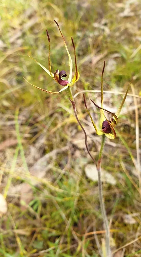 Narrow-lipped Spider Orchid