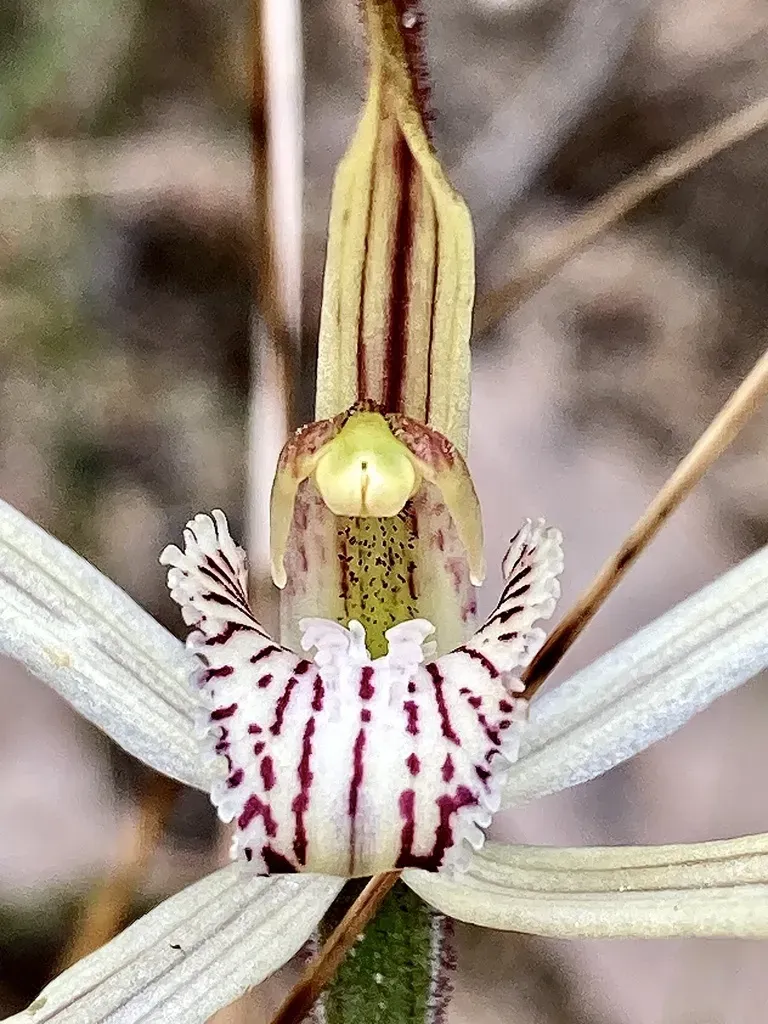 Tenterden Yellow Spider Orchid