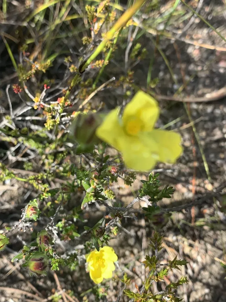 Hibbertia Puberula