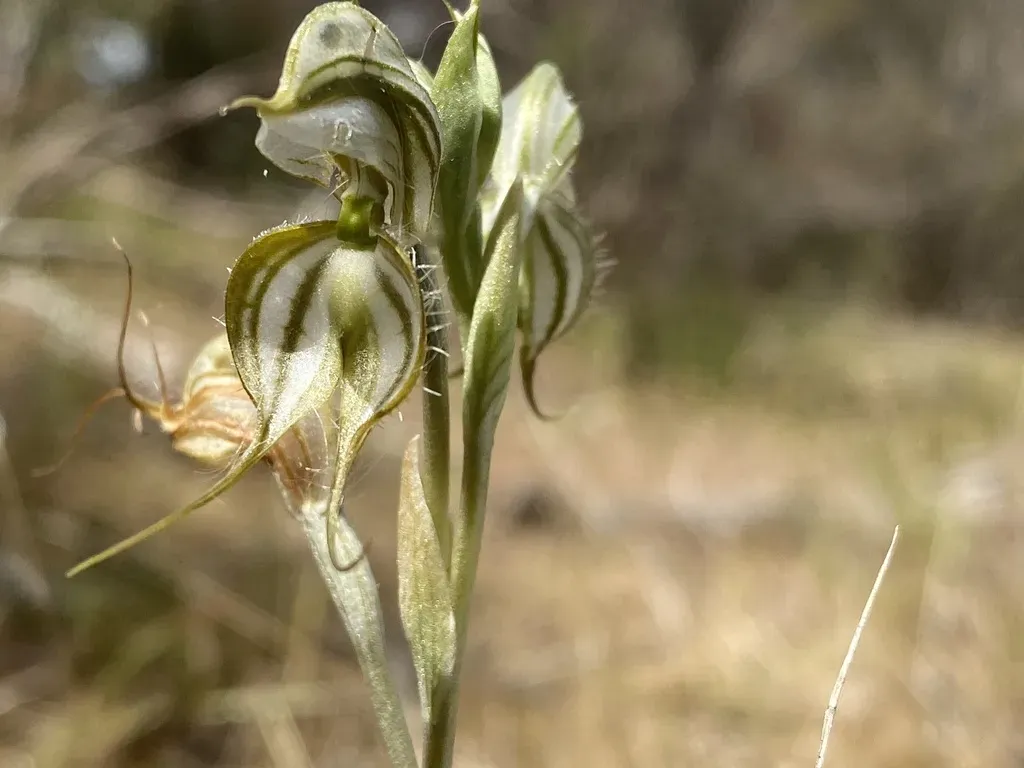 Pterostylis Psammophilus