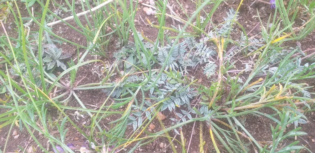 Martyanov's Oxytrope