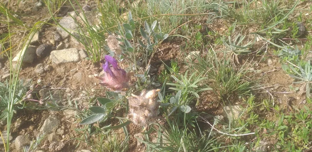 Astragalus Laguroides