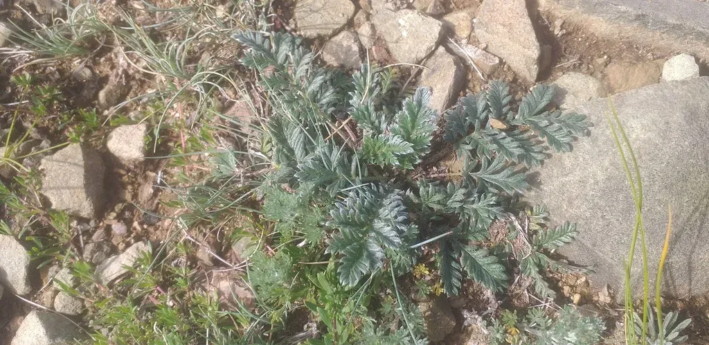 Potentilla Sericea
