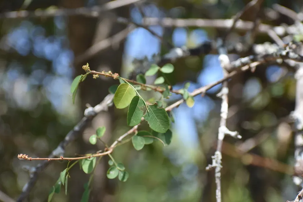 Sandpaper Stamperwood