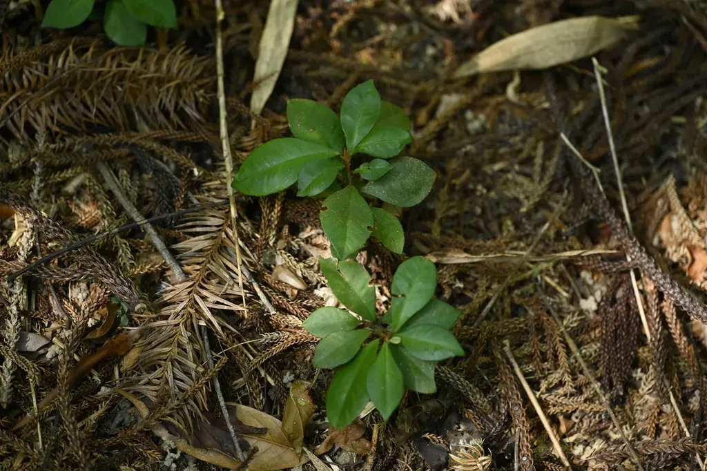 Ardisia Chinensis