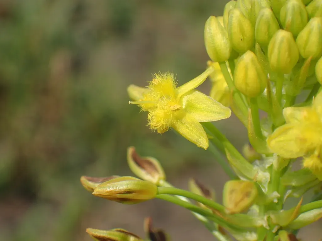 Bushy Bulbine