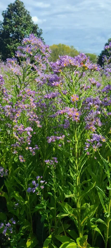 Tatarian Aster