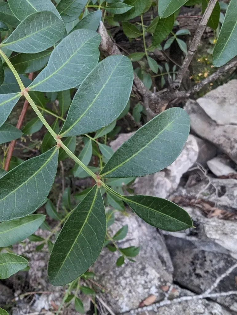 Pistacia × Saportae