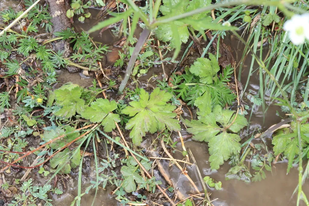 Riverside Windflower