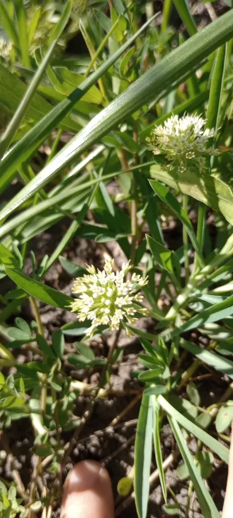 Acicarpha Procumbens