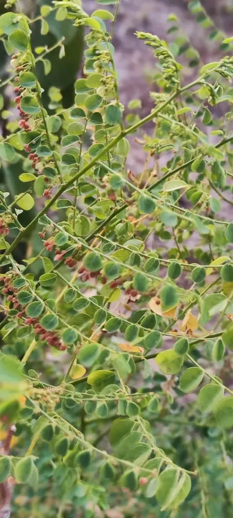 Phyllanthus Anisolobus