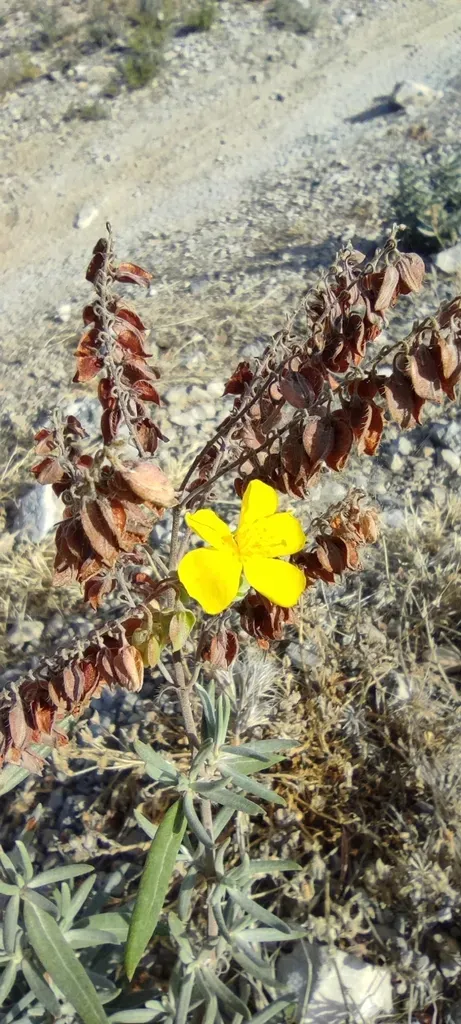 Lavender-leaved Rockrose