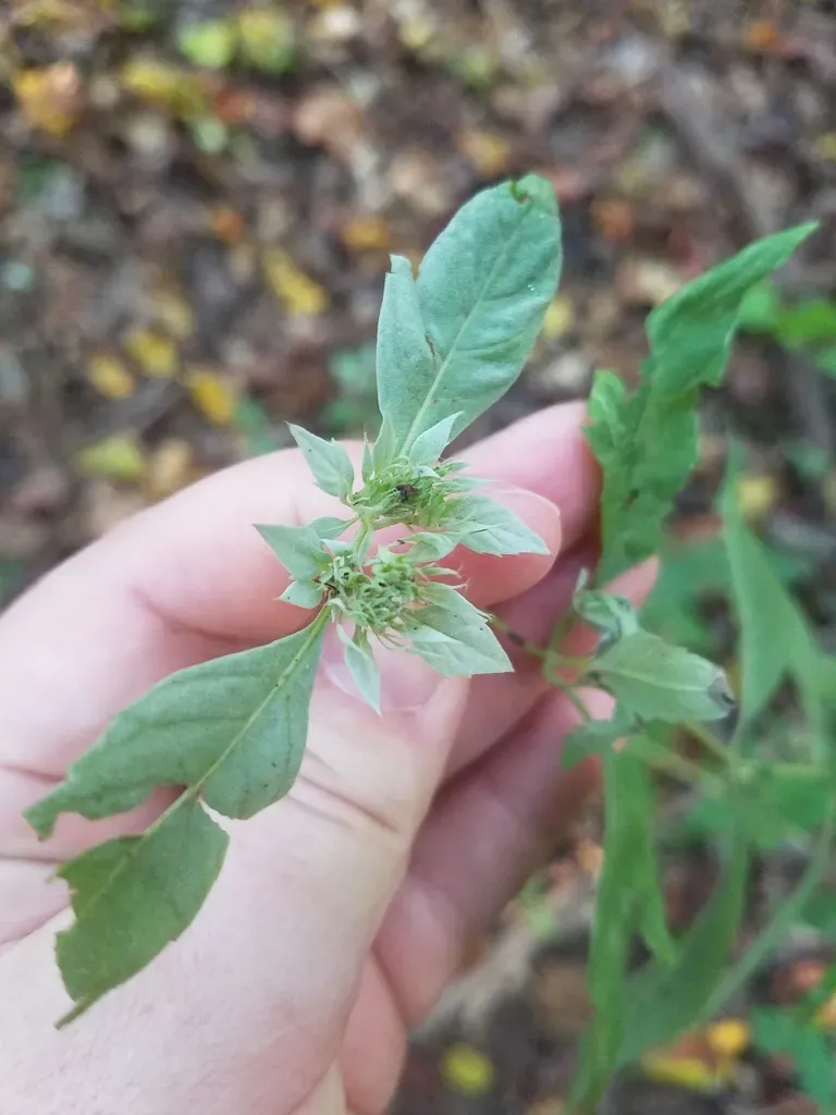 Loomis's Mountain-mint