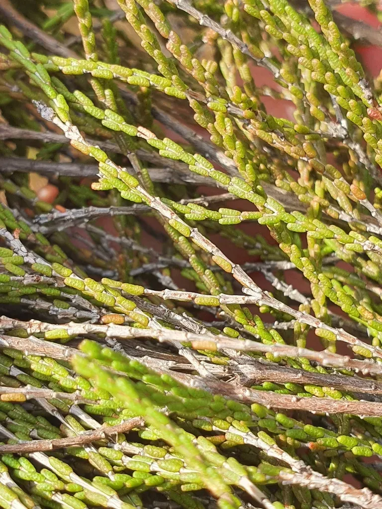 Fringed Heath Myrtle