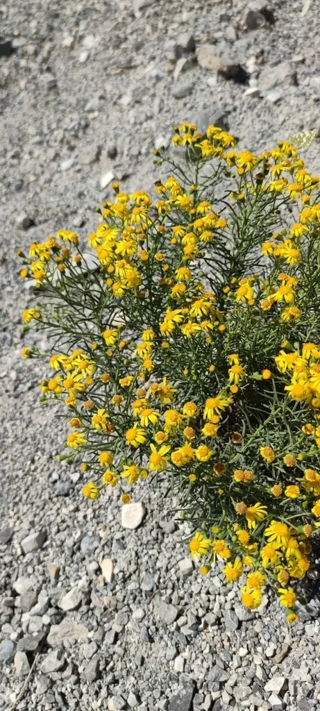 Senecio Malacitanus
