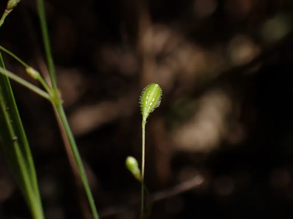 Boerhavia Hualienensis