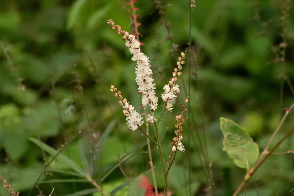 Actaea Biternata