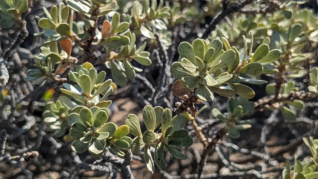 Silvery Spurge Flax