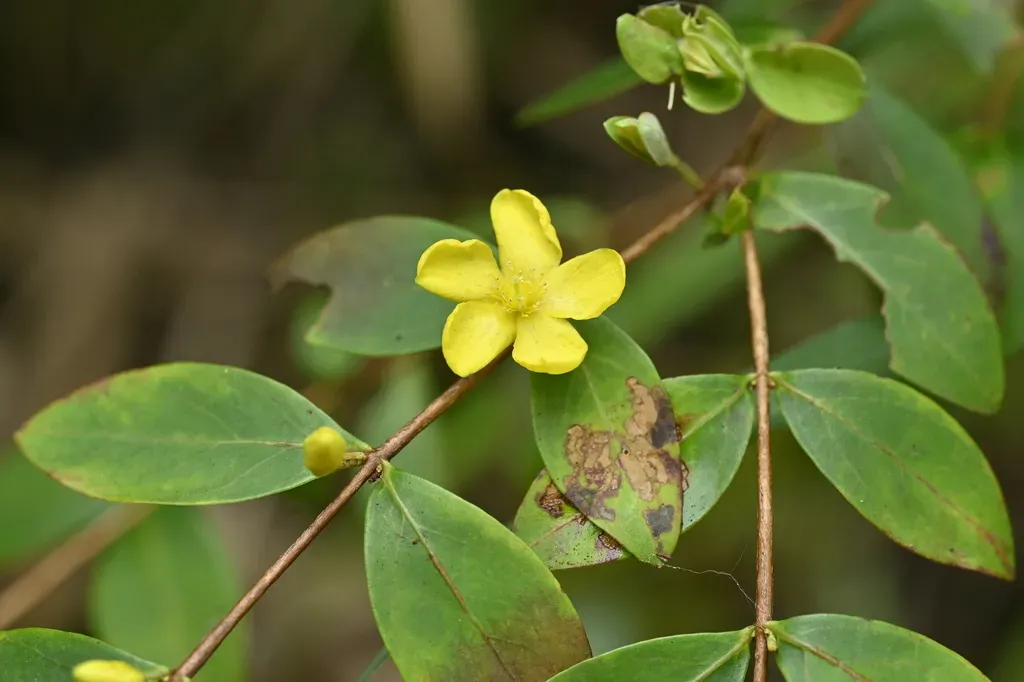 Hypericum Geminiflorum