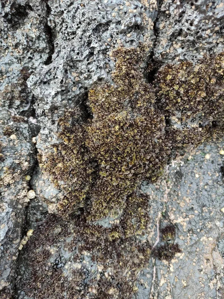Bostrychia Arbuscula