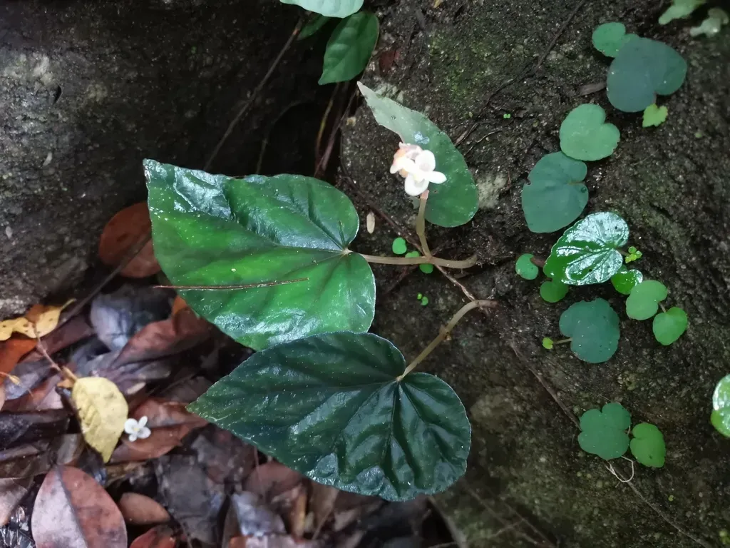 Begonia Integrifolia
