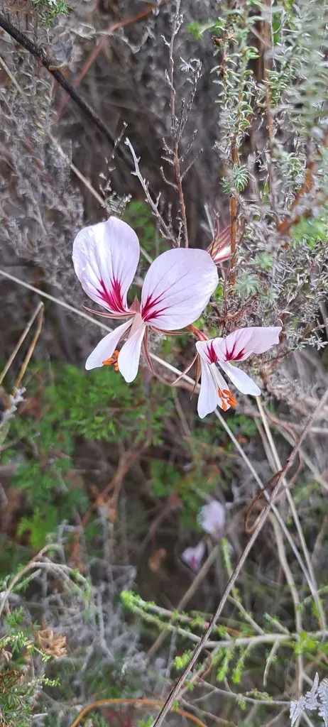 Butterfly Storksbill