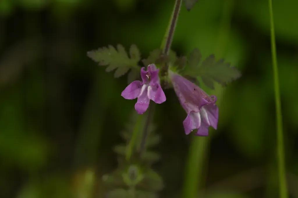Phtheirospermum Japonicum
