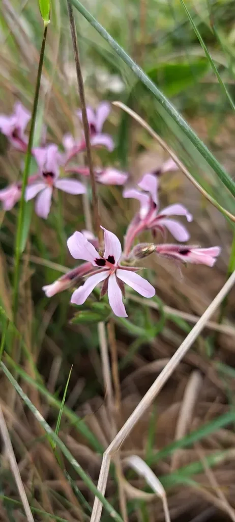 Sand Storksbill