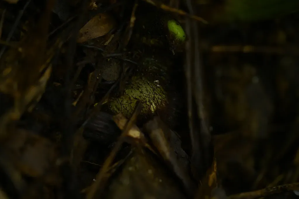 Microlepia Platyphylla