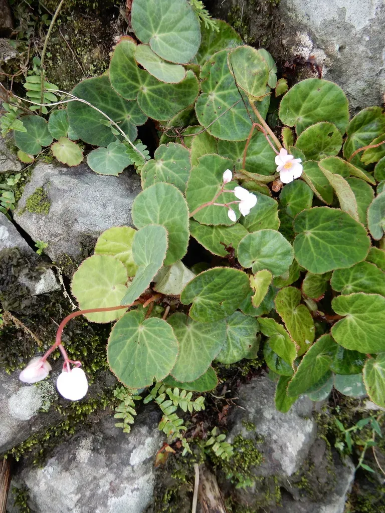 Begonia Alba