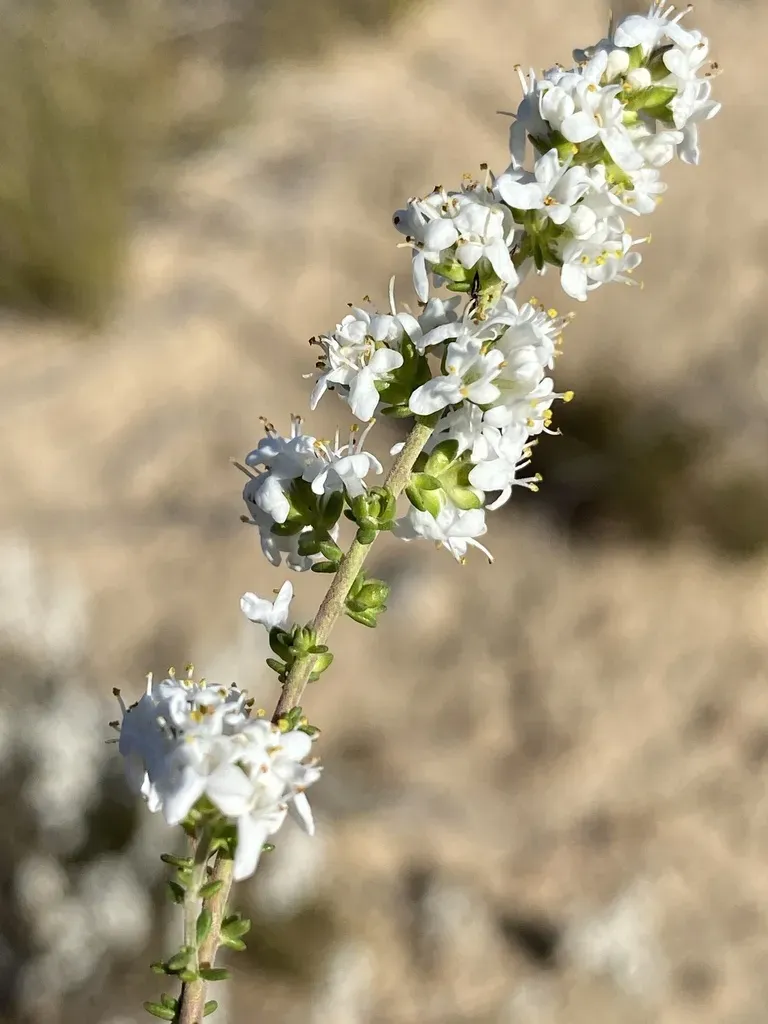Selago Multiflora