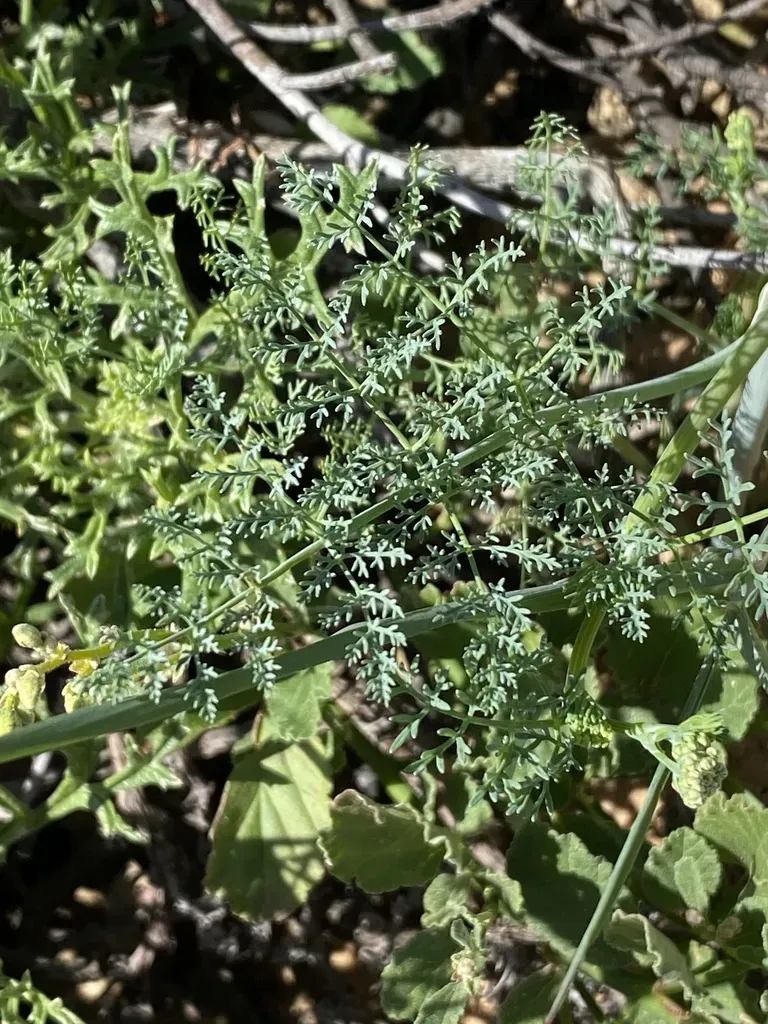 Capnophyllum Leiocarpon