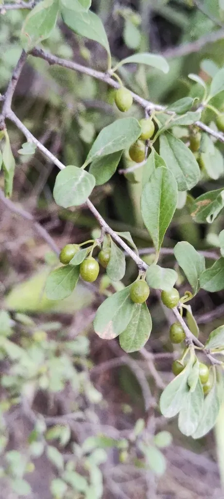 Sideroxylon Obtusifolium