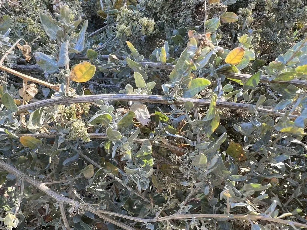 Torrey's Saltbush