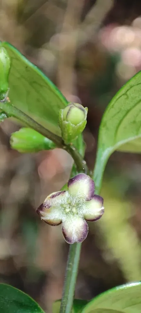 Citharexylum Ilicifolium