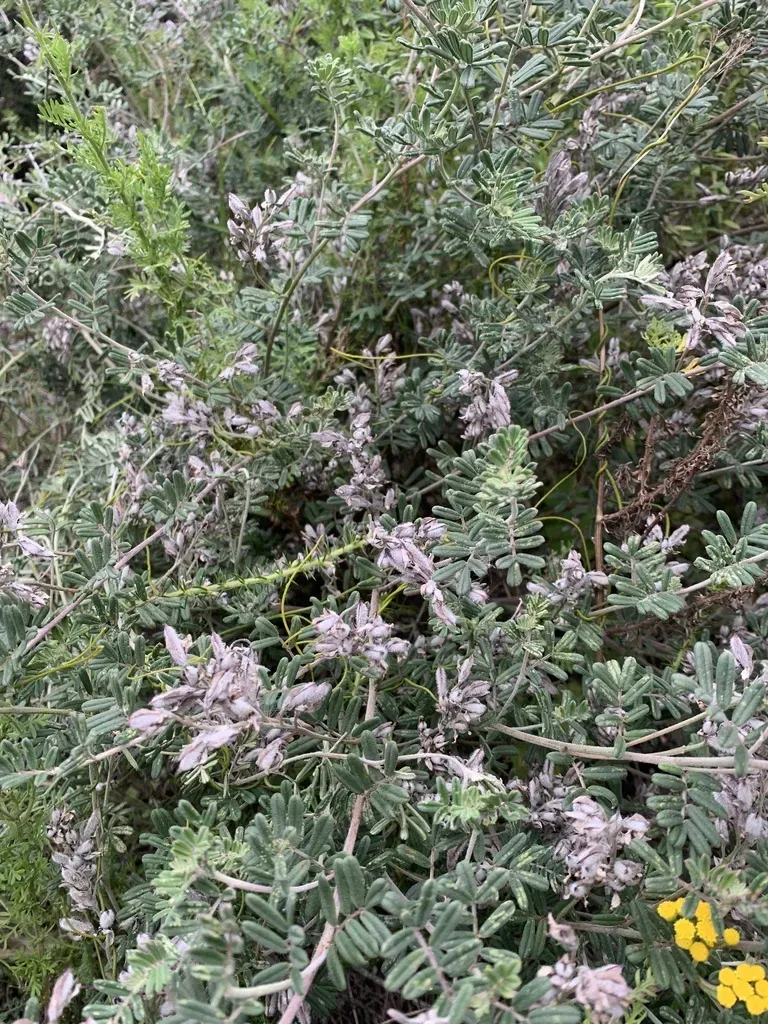 Neglected Indigo