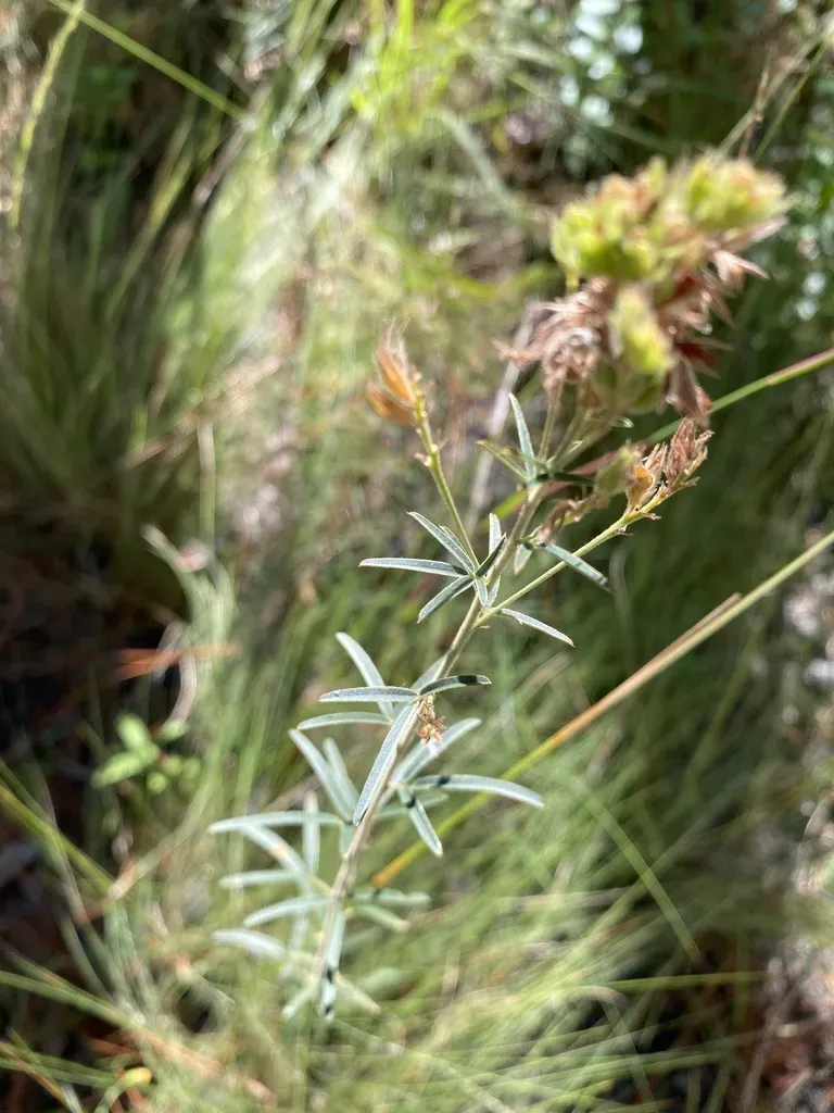 Narrow-leaved Bush Clover