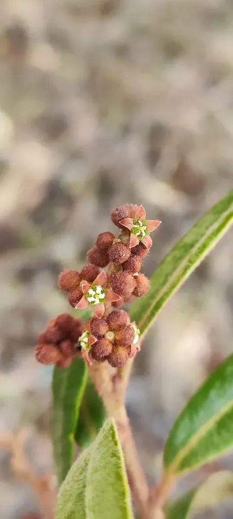 Cervantesia Tomentosa