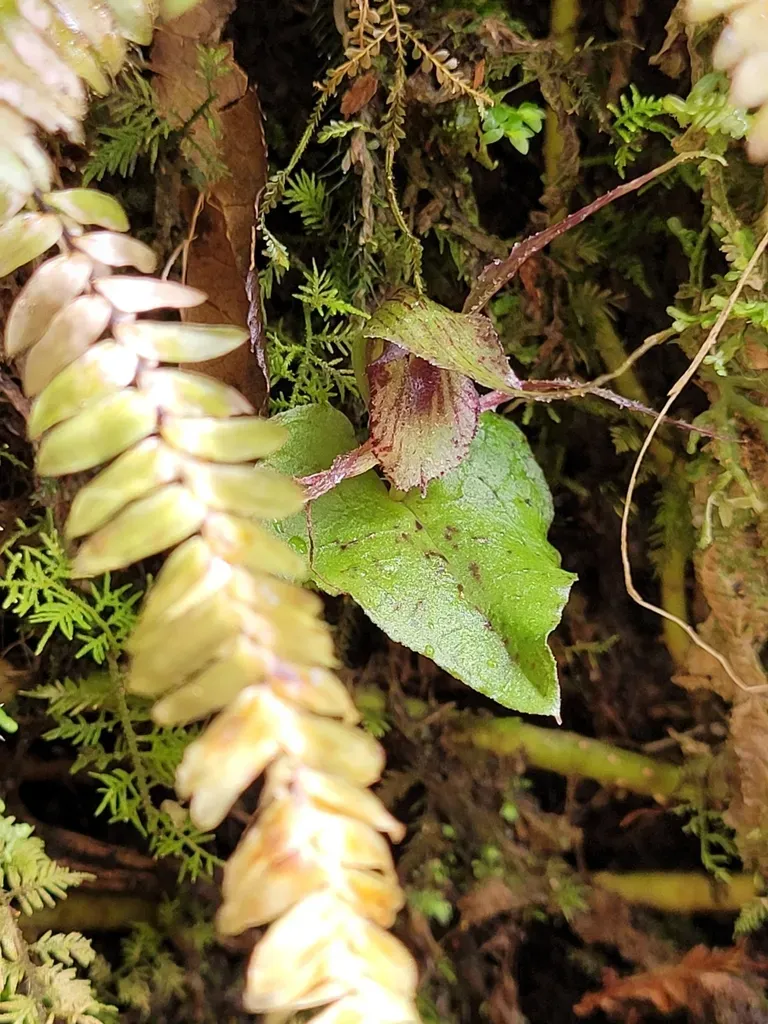 Dancing Spider Orchid