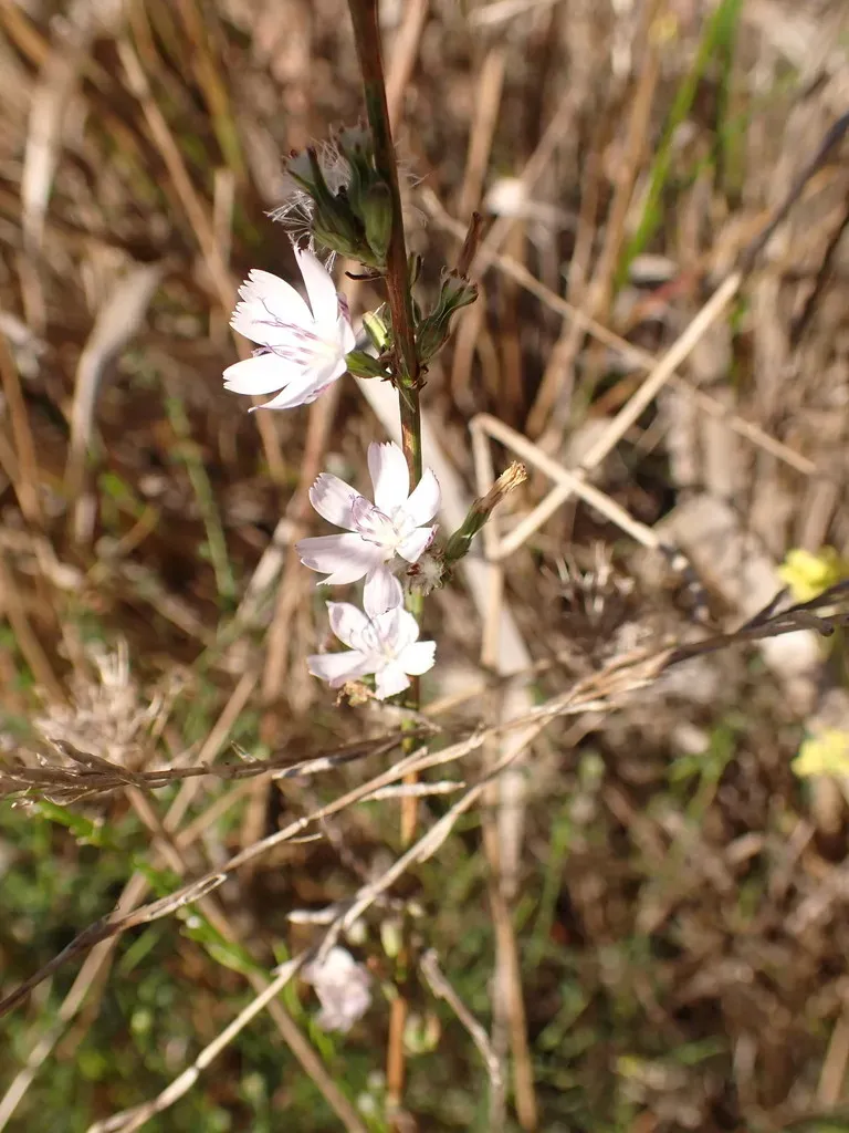 San Diego Wirelettuce