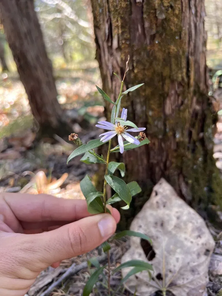 Prairie Aster