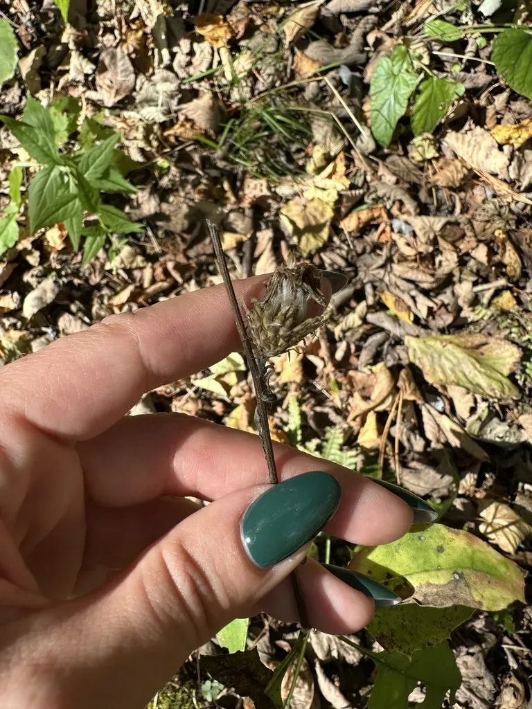 Saussurea Subtriangulata