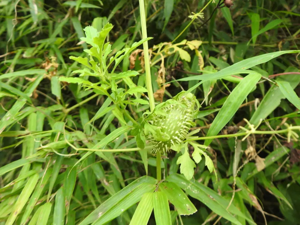 Cyclanthera Quinquelobata