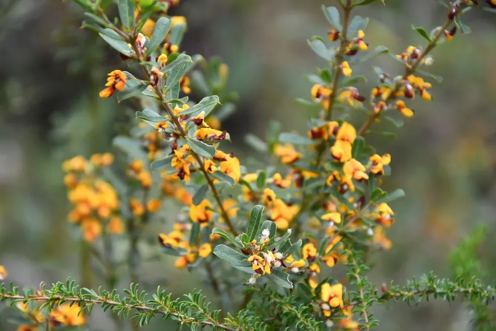 Gastrolobium Brownii