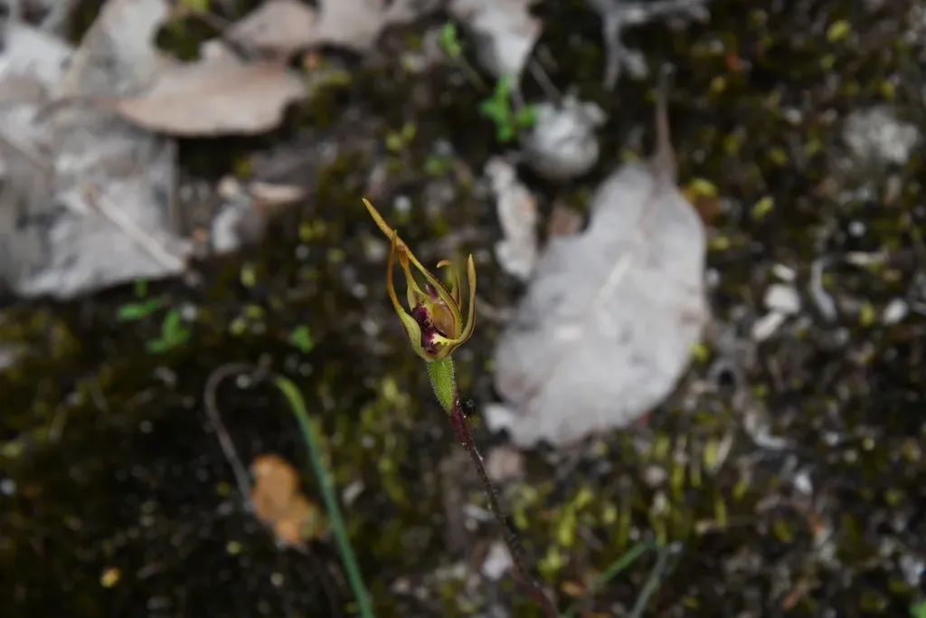 Stumpy Spider Orchid